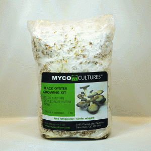 Kits de culture des champignons Archives - Mycocultures Mushrooms