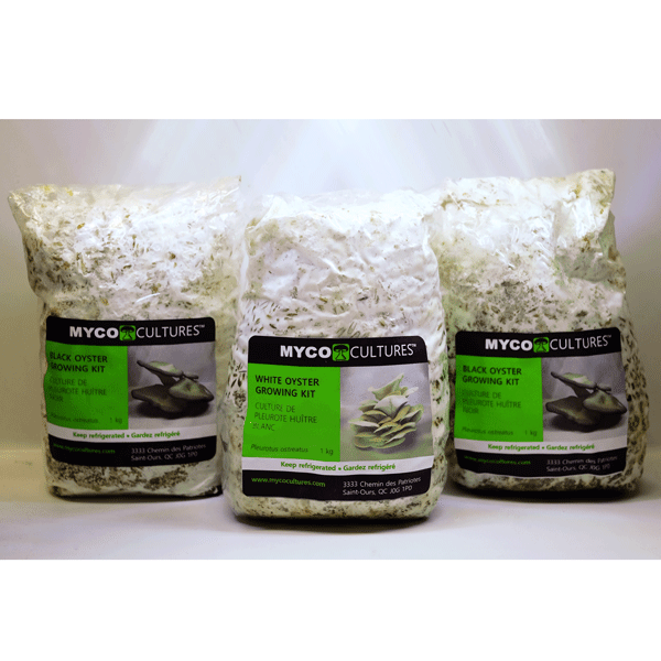 Kits de culture des champignons
