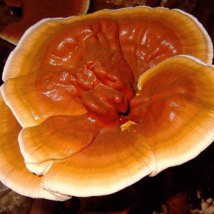 KIT champignon Pleurotes gris bio – ecovi