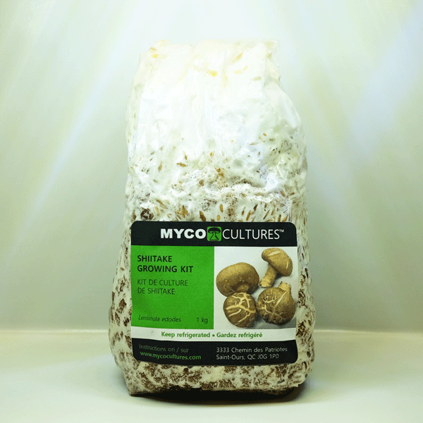 Shiitake Growing Kit - Lentinula edodes - Mycocultures Mushrooms and ...