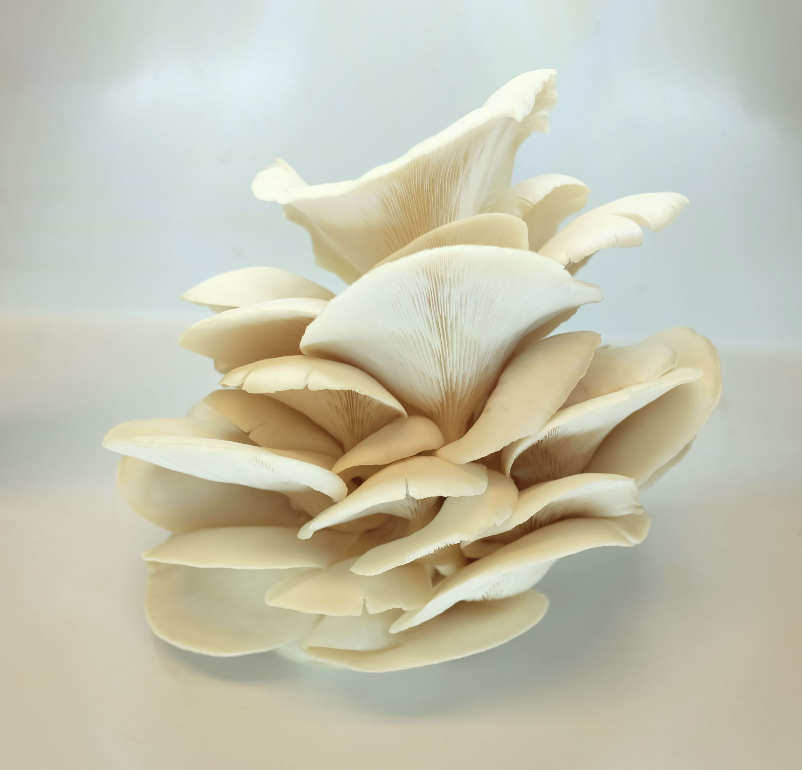 Pleurote huître blanc Pleurotus ostreatus