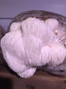 Lion's Mane